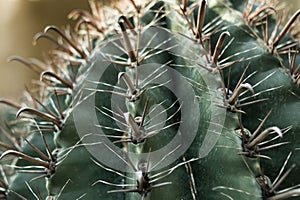 Cactus in close up