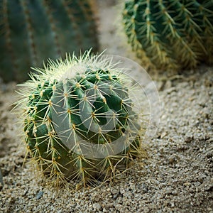 Cactus in close up