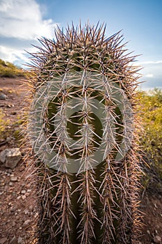 Cactus Close Up