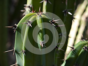 Cactus, close up details