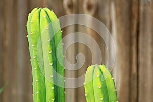 Cactus close up in home garden