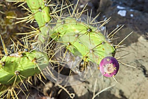 Cactus
