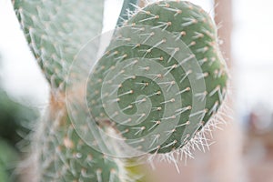 Cactus close-up. Needles on a cactus. Grows in the desert. Flat cactus. Exotic plant