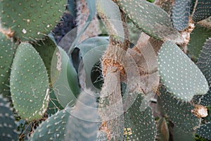 Cactus close-up. Needles on a cactus. Grows in the desert. Flat cactus. Exotic plant