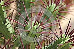 Cactus Close up - Purple Spikes - Pincushion Eupho