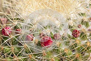 Cactus close up with red flowers