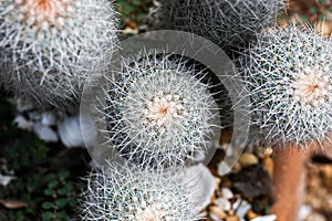 Cactus close up shot