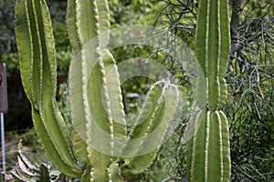 Cactus close up shot