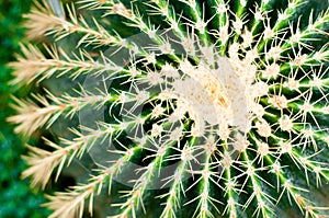 Cactus close-up. Succulent plant detail.