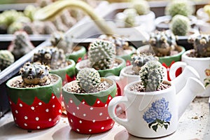 Cactus Close up top view background warm color