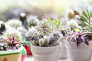 Cactus Close up top view background warm color