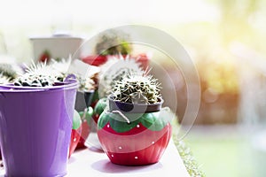 Cactus Close up top view background warm color