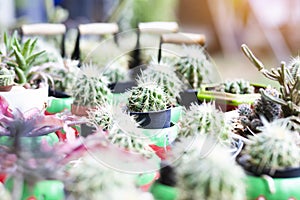 Cactus Close up top view background warm color