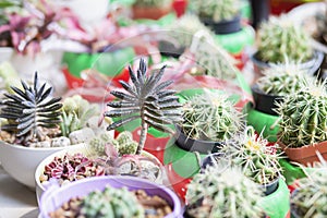 Cactus Close up top view background warm color