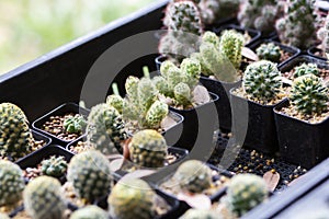 Cactus Close up top view background warm color