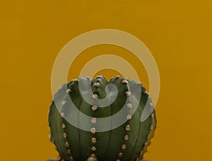 cactus close up on yellow background