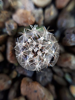 Cactus close ups