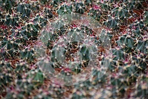 Cactus closeaup background