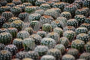 Cactus closeaup background