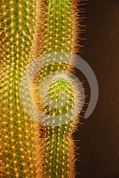 Cactus closeup 02