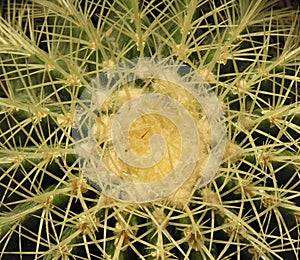Cactus closeup