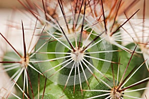 Cactus in closeup.