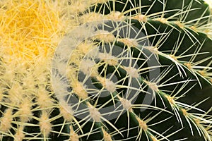 Cactus Closeup