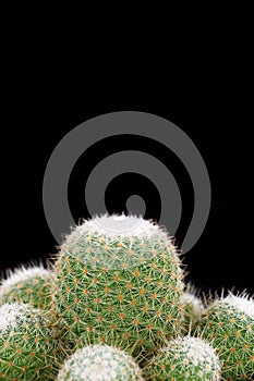 Cactus closeup.