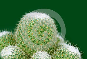 Cactus closeup.