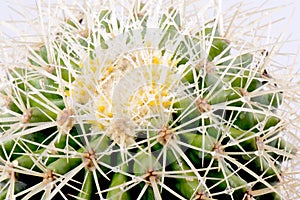 Cactus closeup