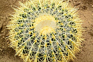 Cactus closeup, Echinocactus grusonii succulente photo