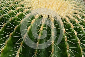 Cactus Closeup