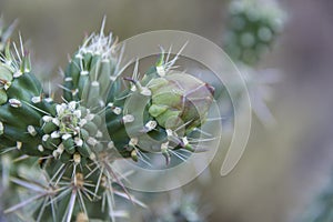 Cactus closeup left