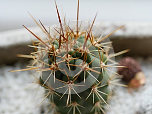 Cactus closeup macro photography