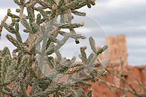 Cactus closeup with Mission in background, Abo Pueblo, New Mexico photo