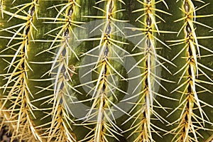Cactus closeup prickly spines photo