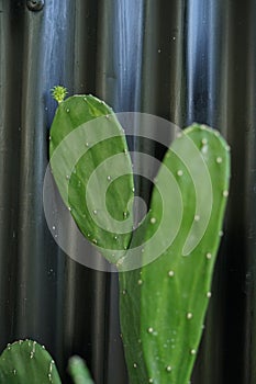 cactus in a closeup shot