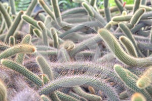 Cactus clutter photo