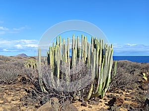 Cactus and coastal vegetation in arid and desert landscape. Nature and extreme vegetation