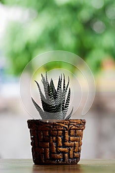 Cactus in cobber pot