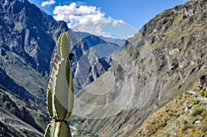 Cactus in the Colca Canyon, Peru