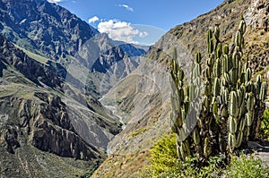 Cactus in the Colca Canyon, Peru