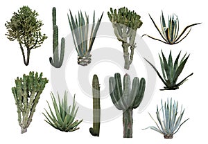 Cactus collection