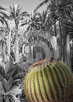 Cactus in color with black and white background