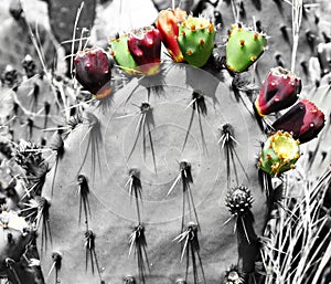 Cactus with colorful flowers and grey background