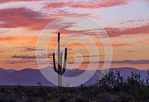 Cactus With Colorful Skies Before Desert Sunrise