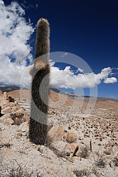 Cactus on the colourful valley of Quebrada de Humahuaca in Jujuy Province, northern Argentina