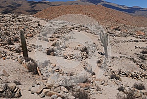 Cactus on the colourful valley of Quebrada de Humahuaca in Jujuy Province, northern Argentina