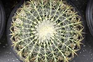 Cactus img