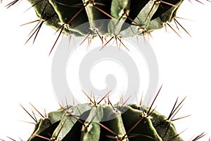Cactus, Concept danger and stress